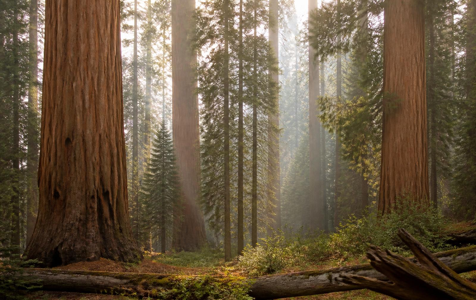 Sunlight filtering between the trunks of mature sequoia trees in a quiet old-growth forest